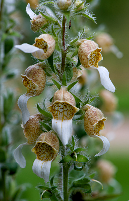 foxglove 11
