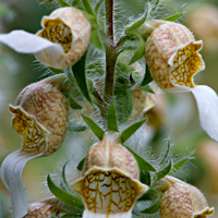 foxglove 11