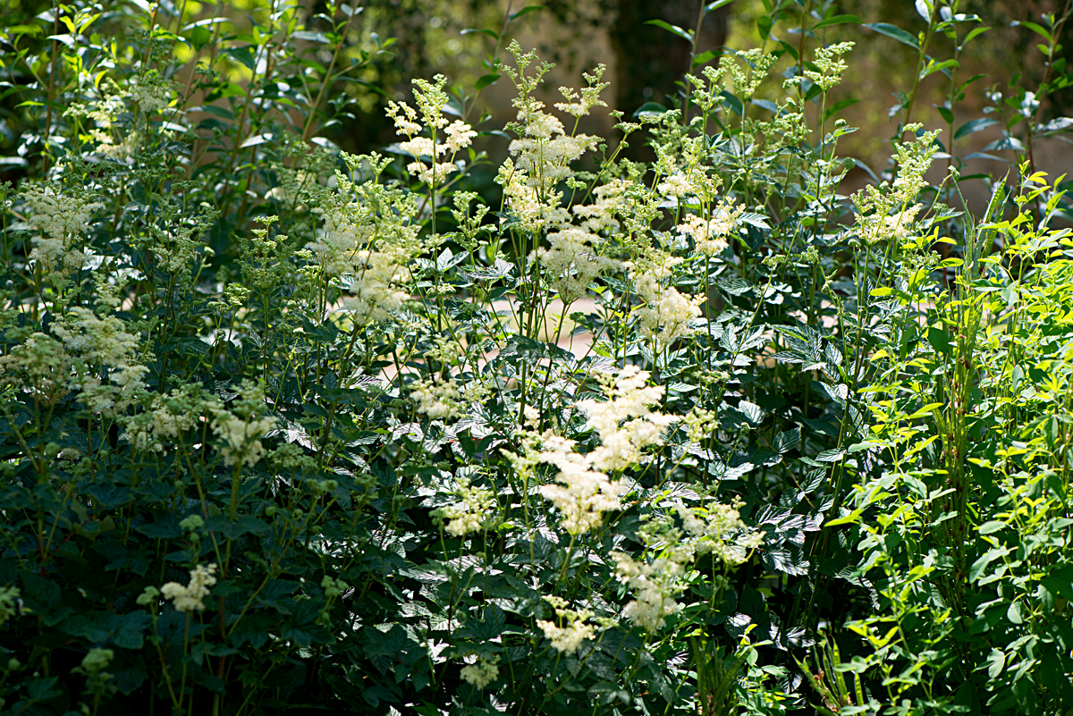 meadowsweet 10