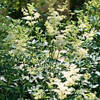 meadowsweet 10