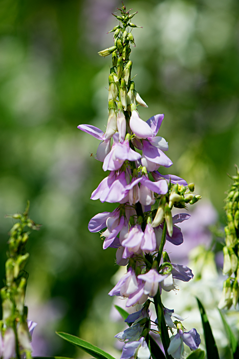 goat's rue 2