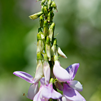 goat's rue 2