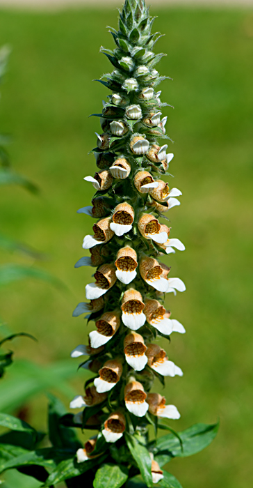 foxglove 1