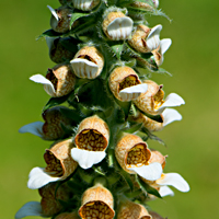 foxglove 1