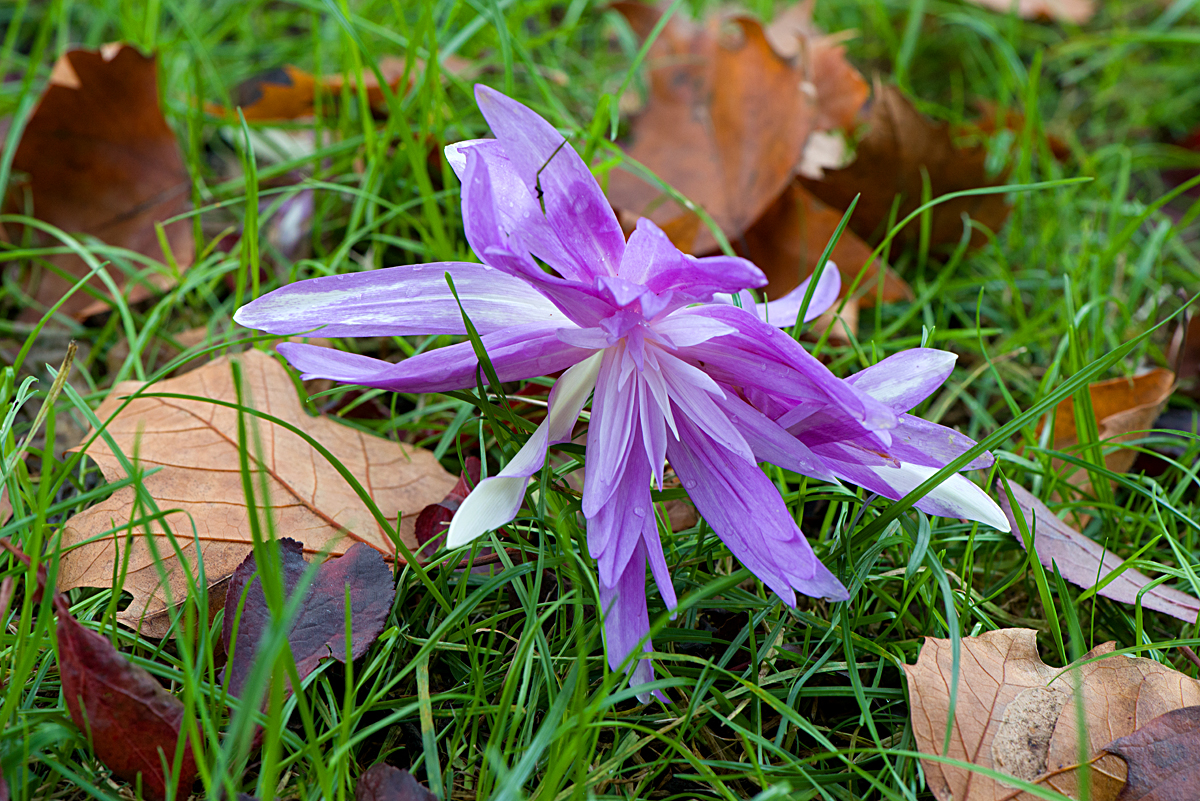 autumn crocus 4