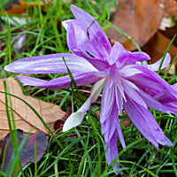 autumn crocus 4