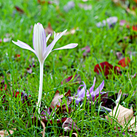 autumn crocus 9