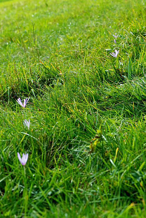 autumn crocus 3