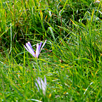 autumn crocus 3