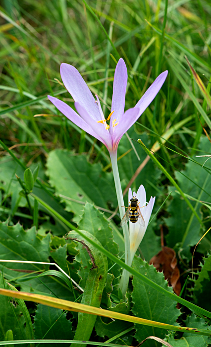 autumn crocus 6