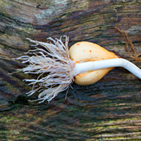 autumn crocus 1