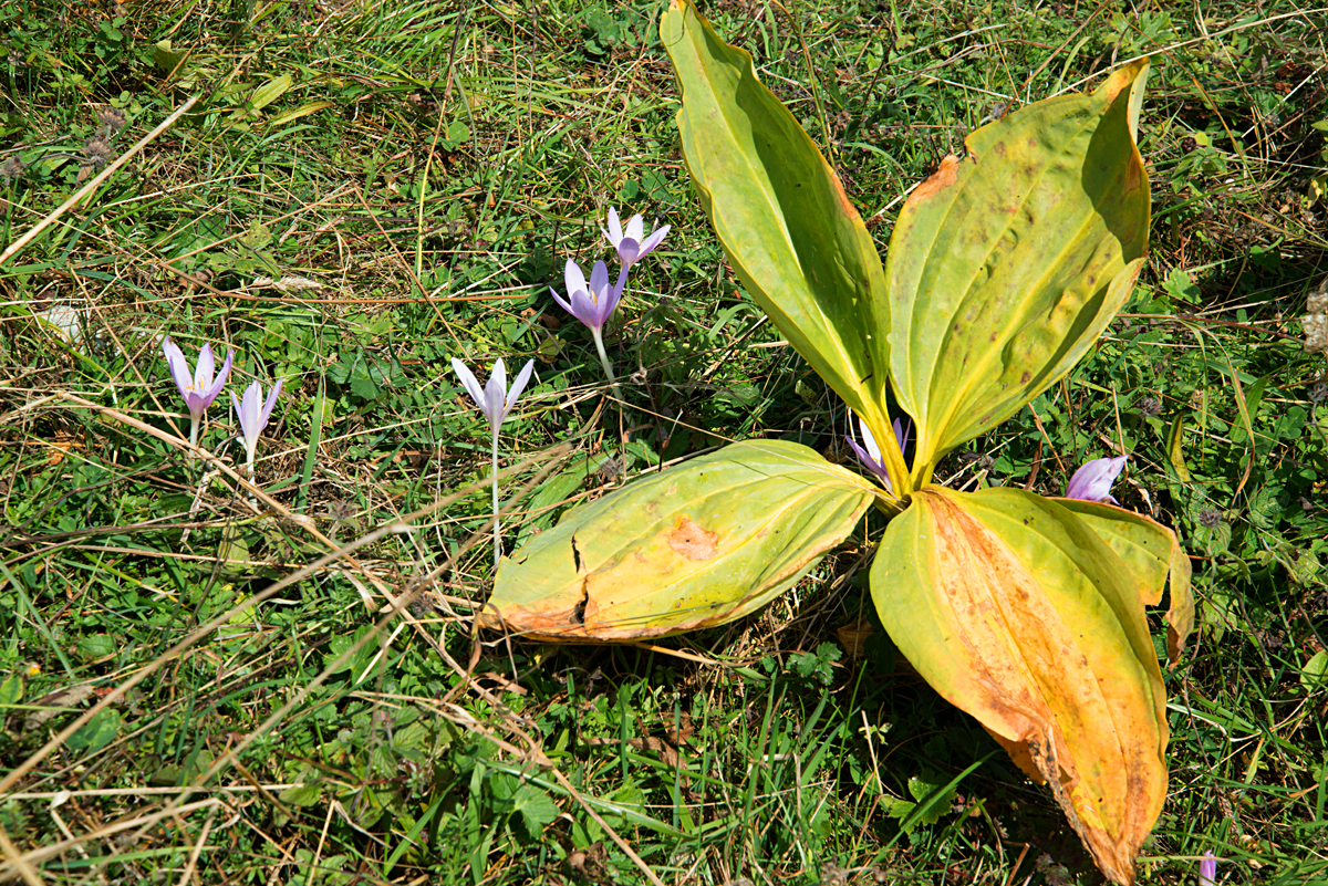 autumn crocus 10