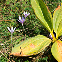 autumn crocus 10