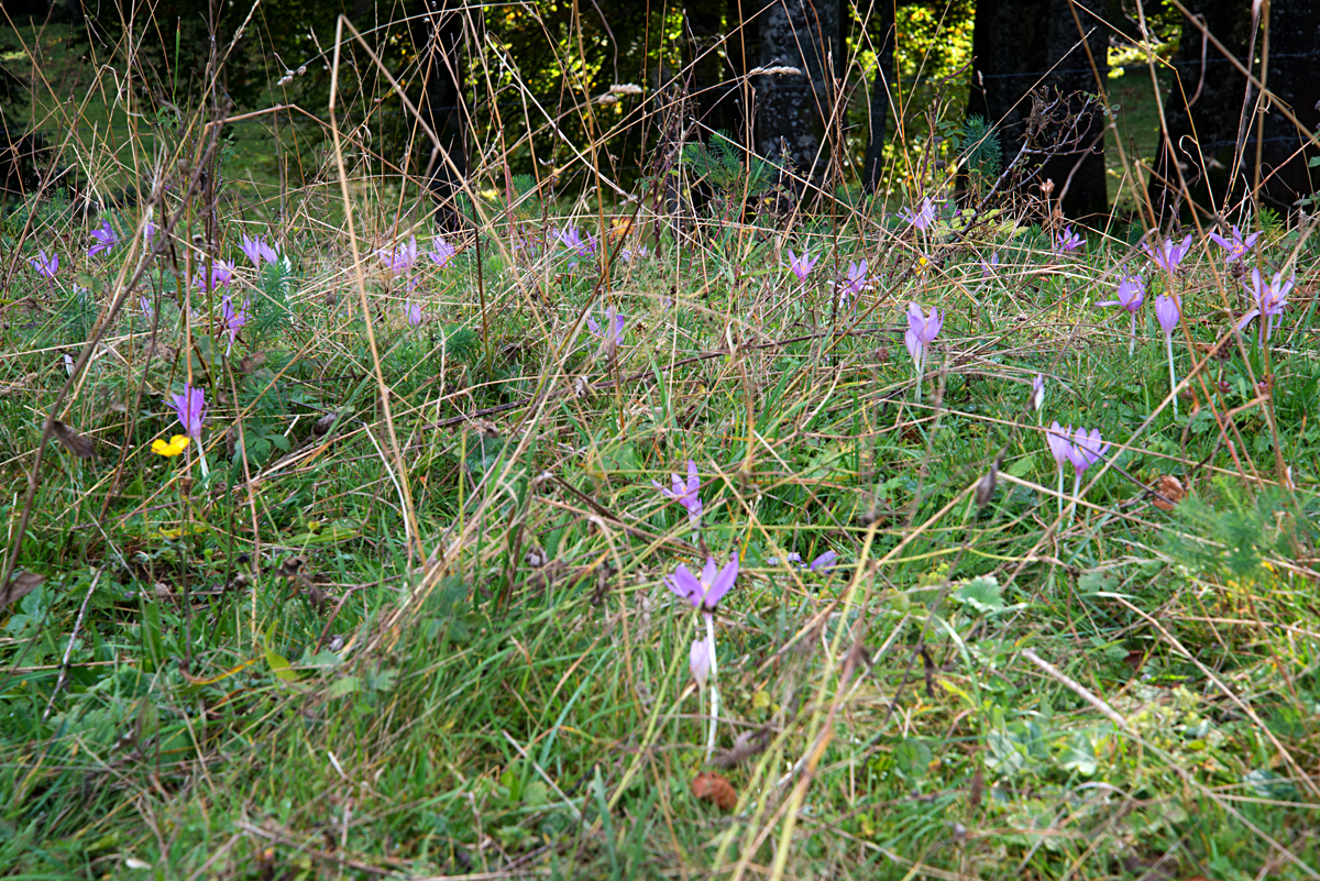 autumn crocus 12