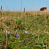 autumn crocus 13