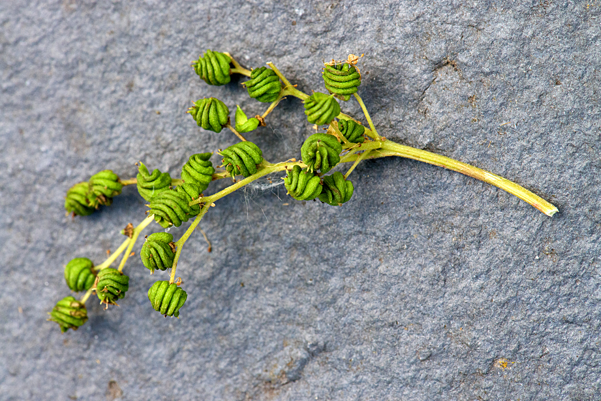 meadowsweet 8