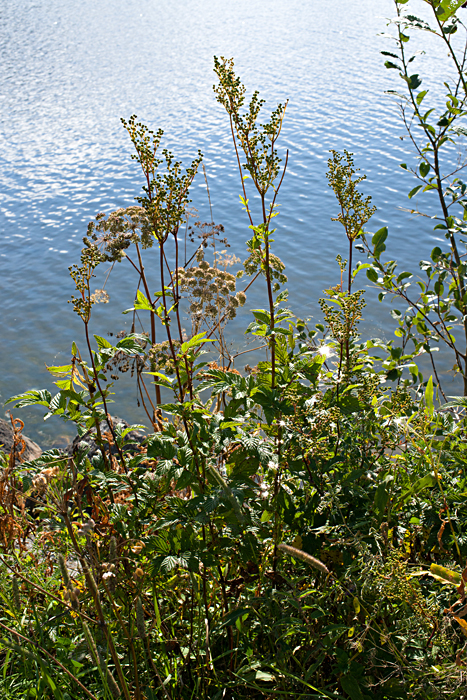 meadowsweet 11