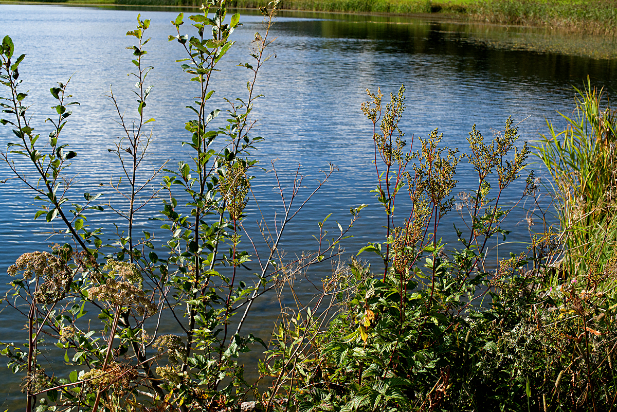 meadowsweet 4