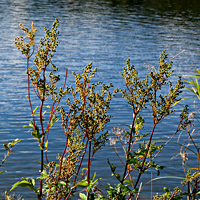 meadowsweet 4