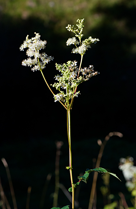 meadowsweet 6