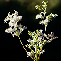 meadowsweet 6