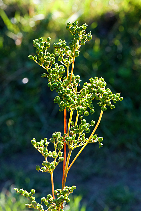 meadowsweet 3