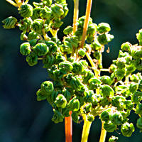 meadowsweet 3