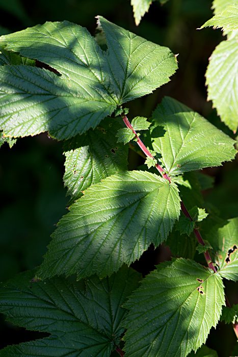 meadowsweet 4