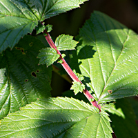 meadowsweet 4