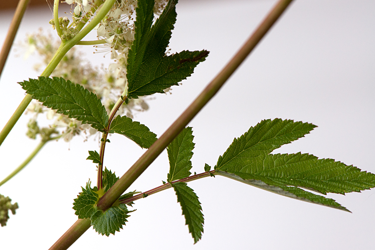 meadowsweet 5