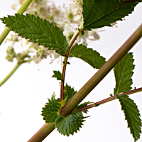 meadowsweet 5