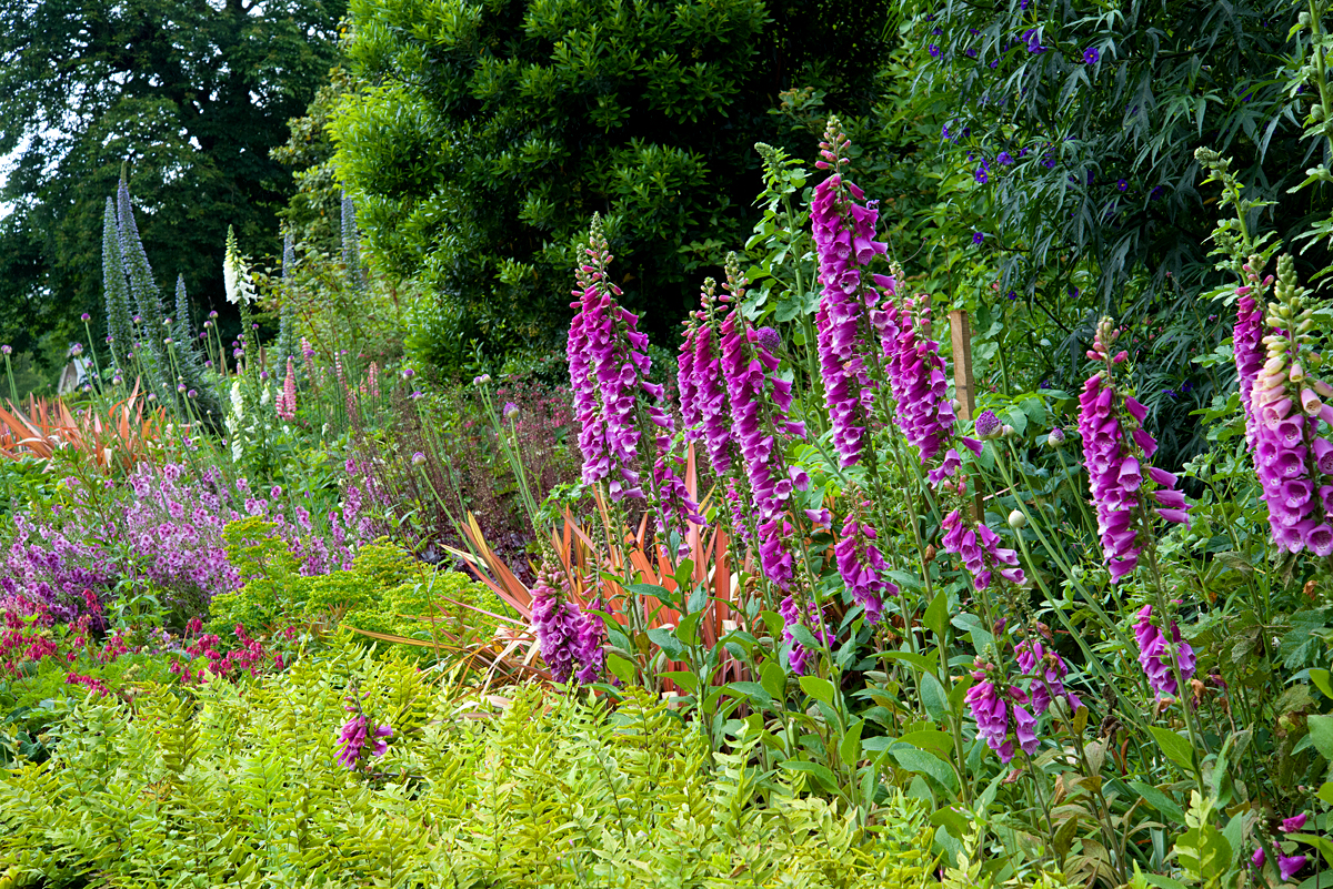 foxglove 7