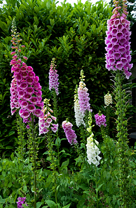 foxglove 3