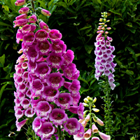 foxglove 3