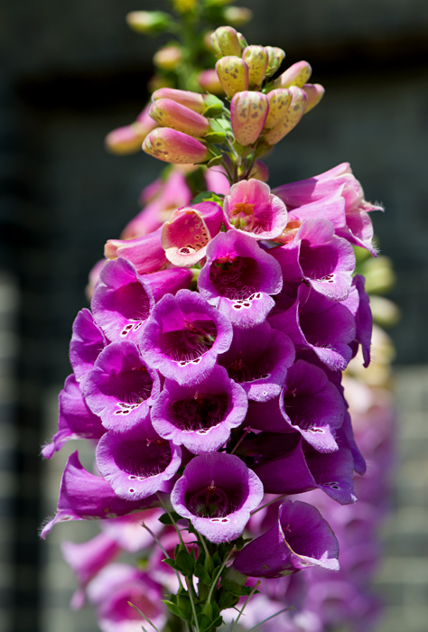 foxglove 5