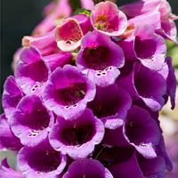 foxglove 5