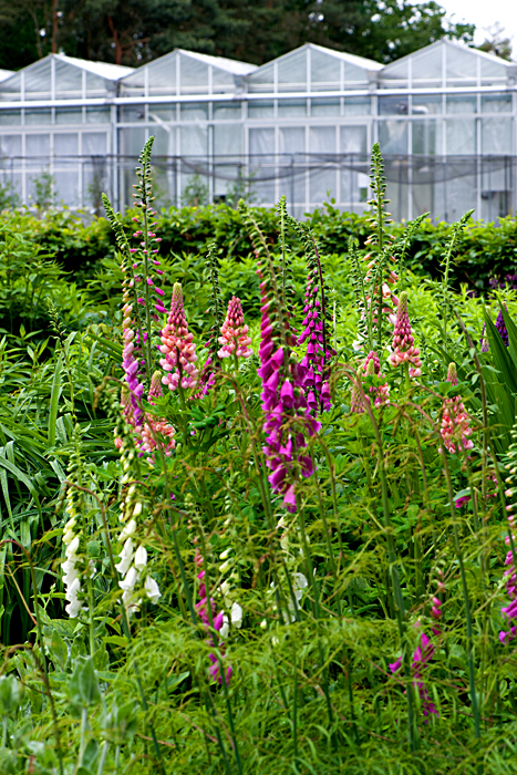 foxglove 2