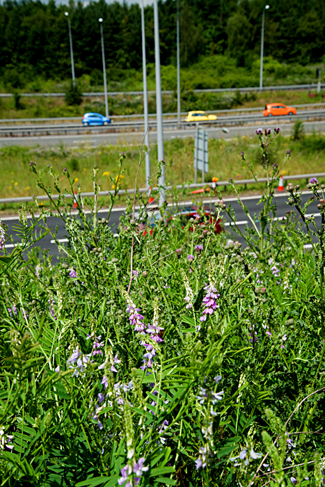 goat's rue 1