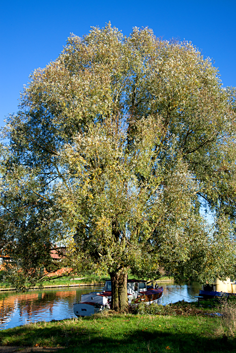 willow 2