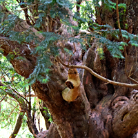 yew 1