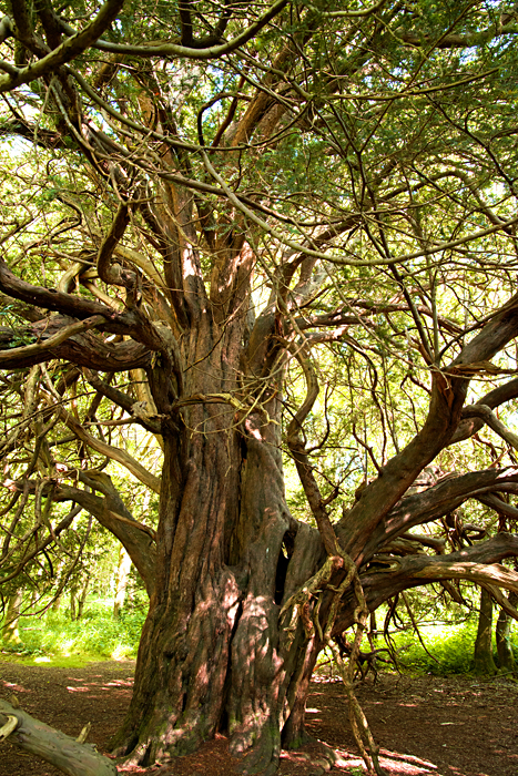 ancient yew