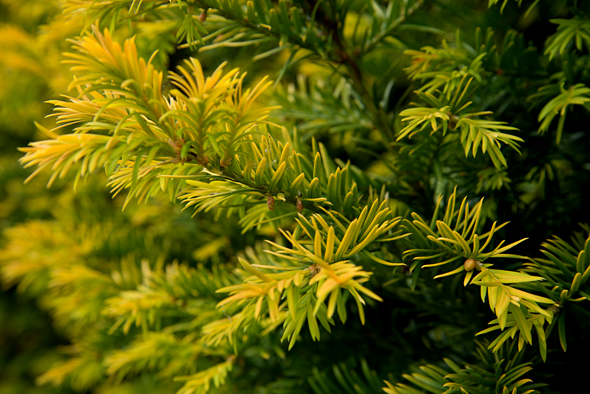 yew leaves