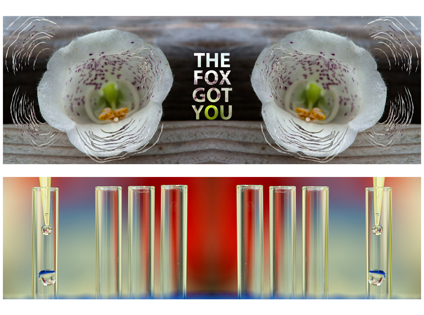 THE FOX GOT YOU