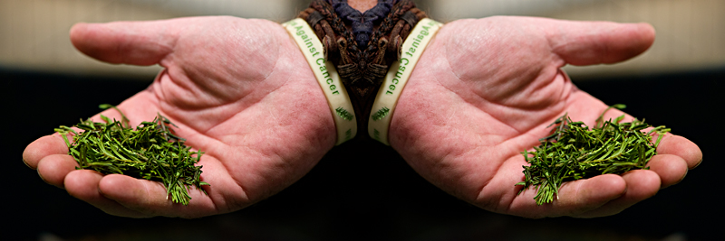 from plants to drugs